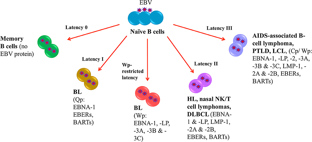 Epstein barr virus ebna. Инфекционный мононуклеоз патогенез. Вирус Эпштейна-Барр ― возбудитель. Epstein Barr virus VCA фото. Патогенез Эпштейна Барр.