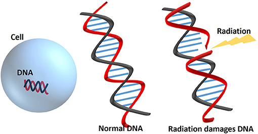 Figure 2 - DNA is present in most cells and contains all the instructions for keeping the cell alive and performing its functions.