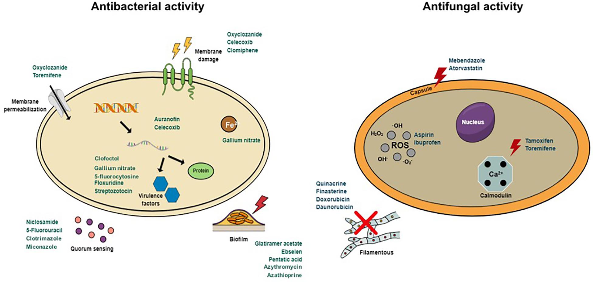 Frontiers Drug Repurposing For The Treatment Of Bacterial And Fungal Infections Microbiology