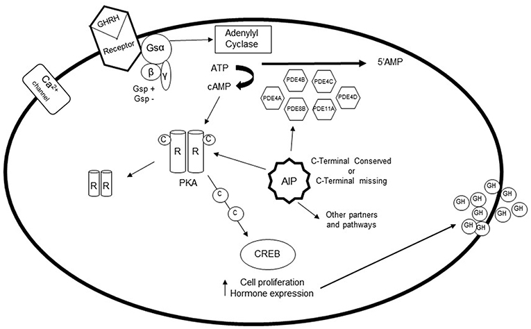 Frontiers | Phosphodiesterases and cAMP Pathway in Pituitary ...