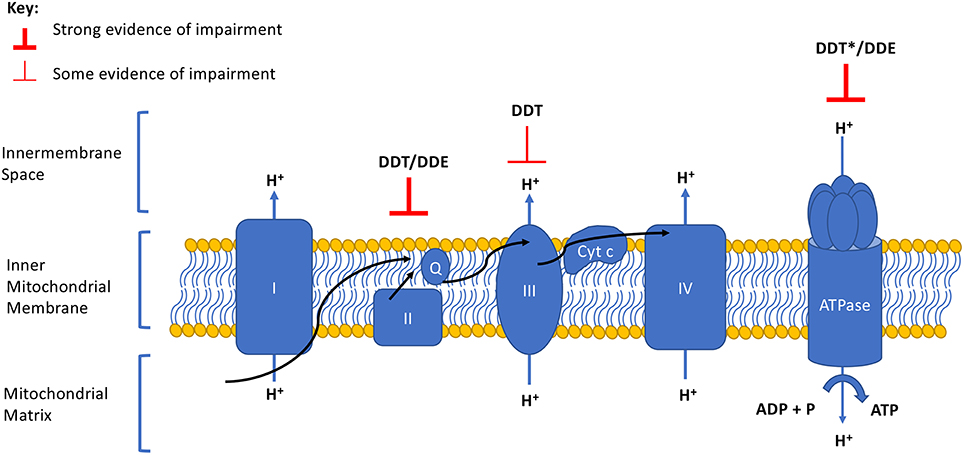 Frontiers Oxidative Phosphorylation Impairment By Ddt And Dde Endocrinology