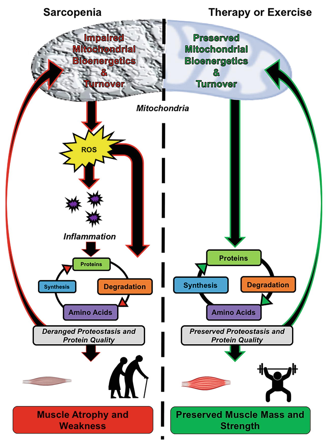 Frontiers Mitochondria As A Target For Mitigating Sarcopenia