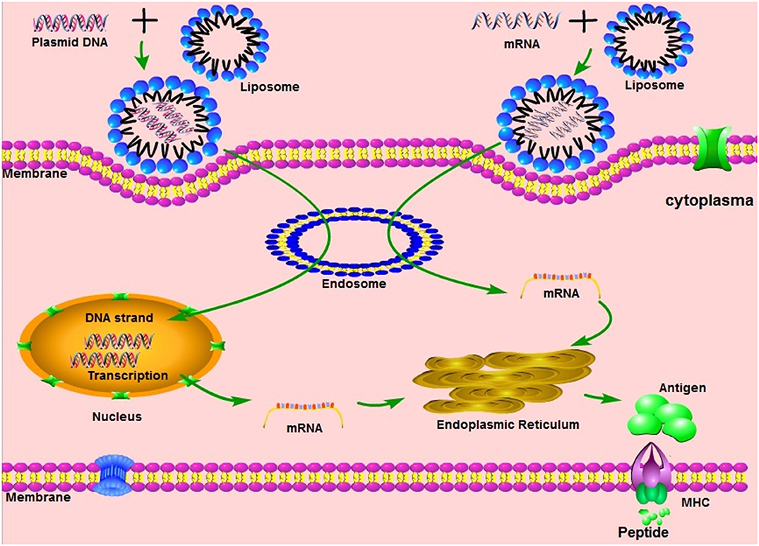 Frontiers Advances In Mrna Vaccines For Infectious Diseases Immunology