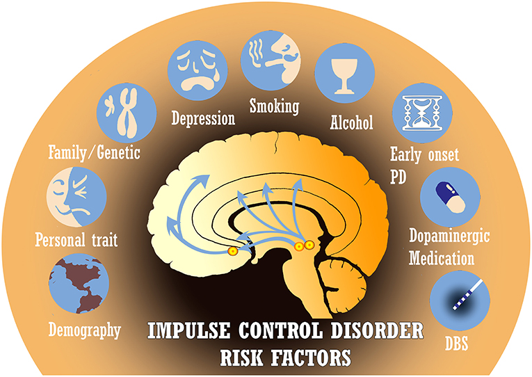 Frontiers | Medications, Deep Brain Stimulation, and Other Factors  Influencing Impulse Control Disorders in Parkinson's Disease | Neurology