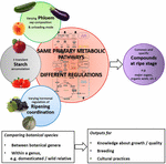 Frontiers | Fruit Salad in the Lab: Comparing Botanical Species to Help ...