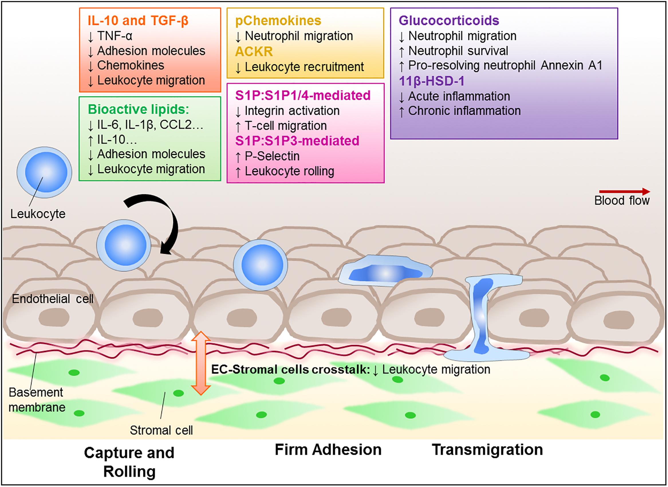 Frontiers Triggering The Resolution Of Immune Mediated Inflammatory Diseases Can Targeting Leukocyte Migration Be The Answer Pharmacology