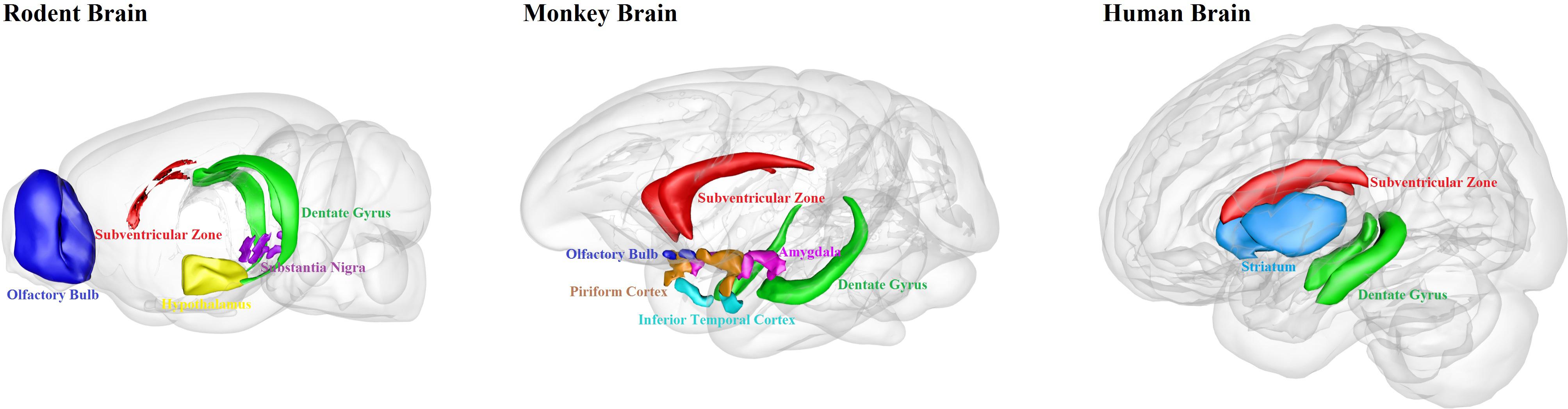 Frontiers | Non-engineered and Engineered Adult Neurogenesis in