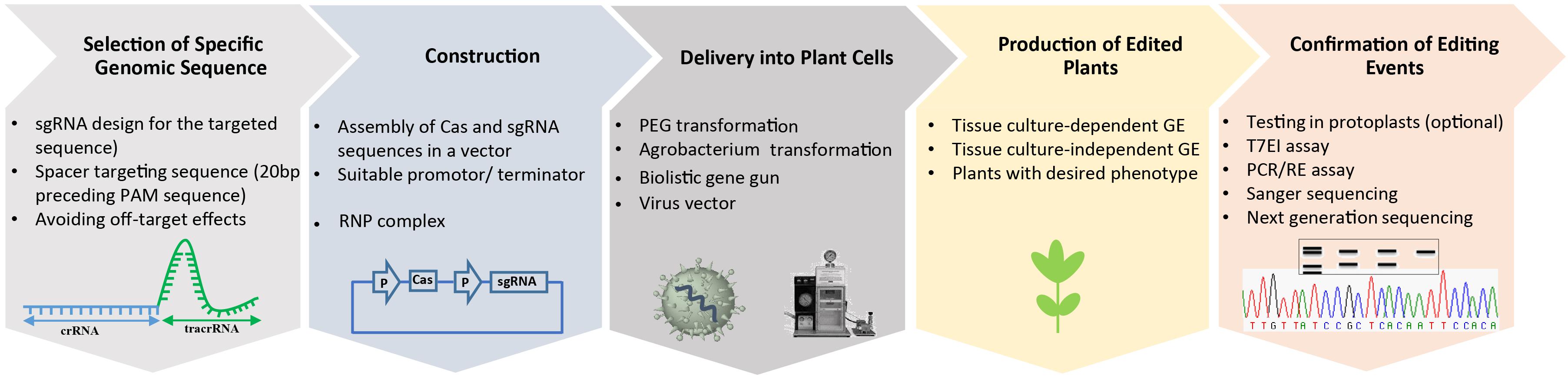 Frontiers Plant Genome Engineering For Targeted Improvement Of