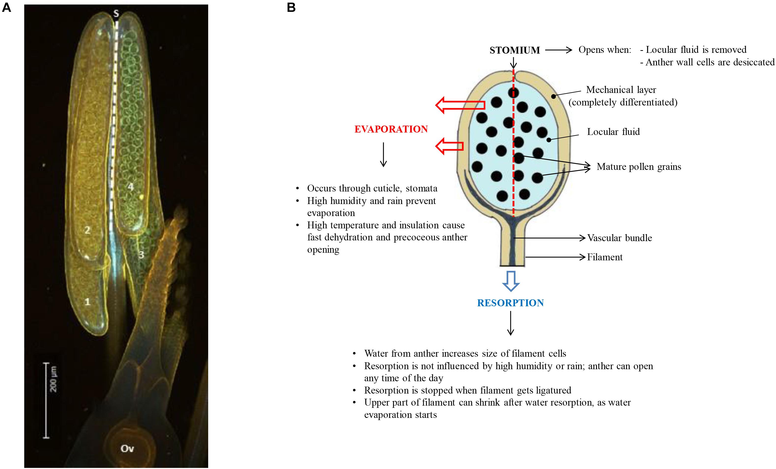 Pollen Dynamisé Ballot-Flurin - Stimulation Bio