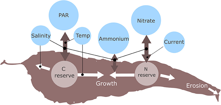 Frontiers | The Kelp in Coastal Offshore Regions of Norway | Marine Science