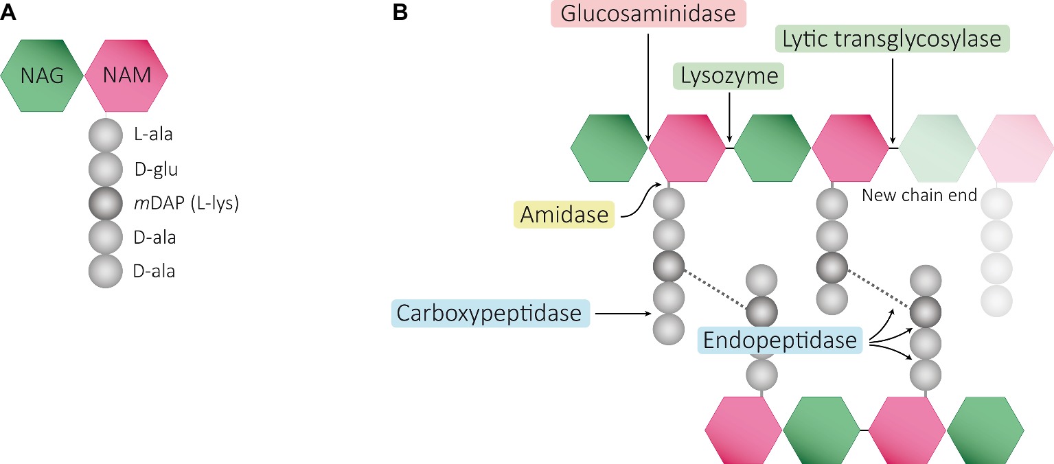 peptidoglycan structure in gram positive bacteria