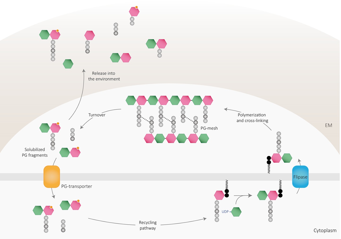 Frontiers | Peptidoglycan Muropeptides: Release, Perception, and Functions as Signaling Molecules Frontiers | Peptidoglycan Muropeptides: Release, Perception, and Functions as Signaling Molecules