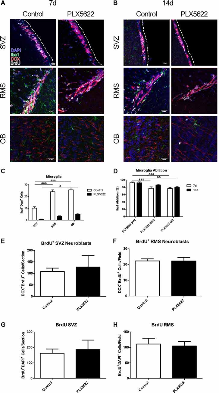 Frontiers | Proliferation and Differentiation in the Adult Subventricular Zone Are Affected CSF1R | Cellular Neuroscience