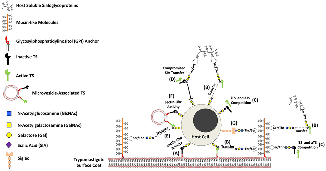 Frontiers  Trypanosoma cruzi Genomic Variability: Array