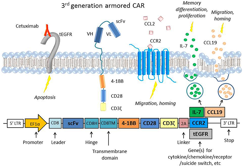 prevent ductal carcinoma in situ invasive overtreatment now study