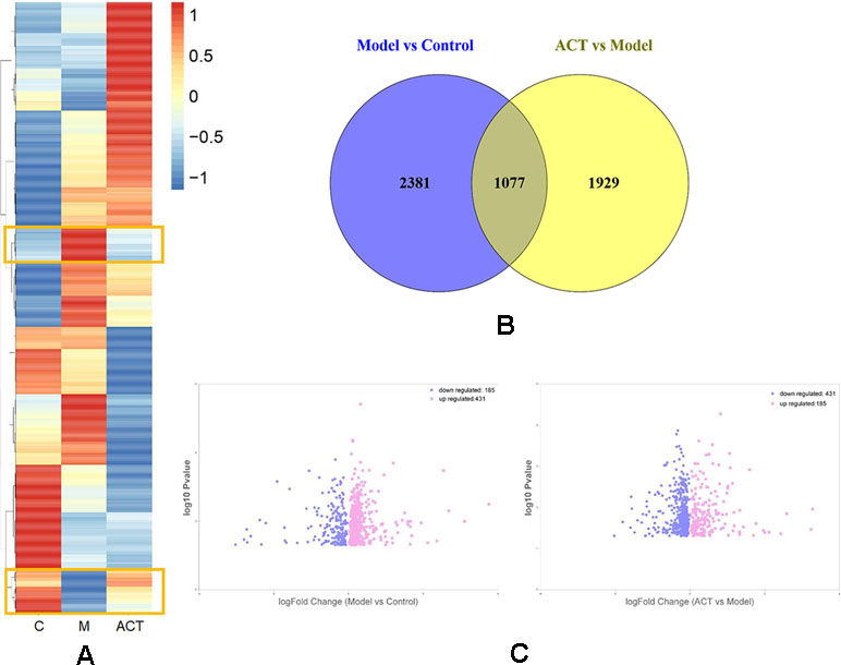 Frontiers | Acteoside From Ligustrum robustum (Roxb.) Blume Ameliorates ...