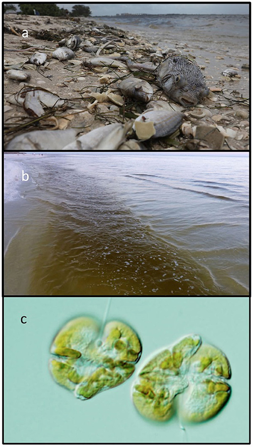 Figure 1 - (A) Dead fish that washed ashore in Sanibel, Florida in August 2018.