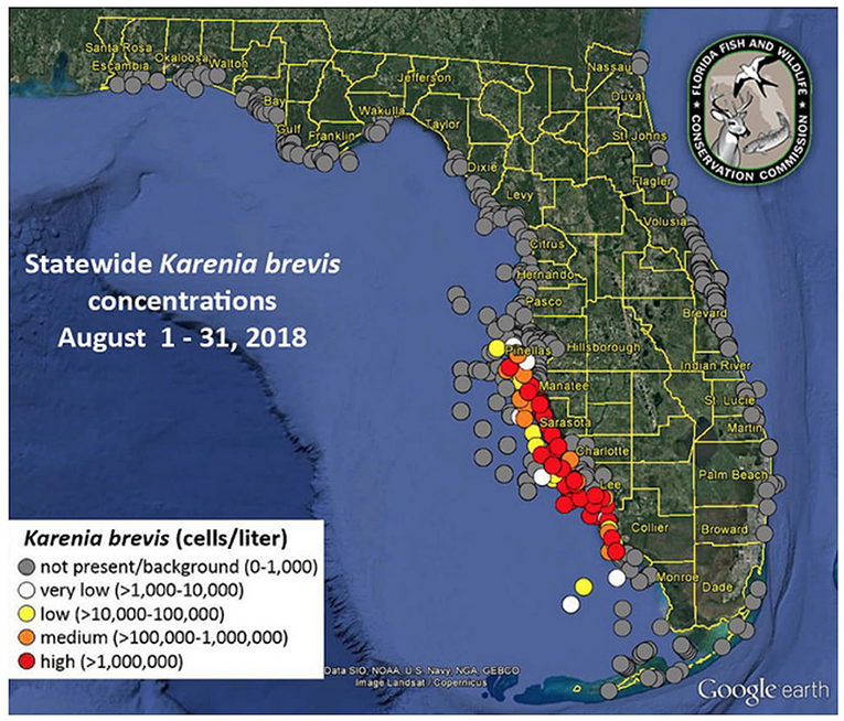 איור 3 - דוגמה למפה שבועית של התפלגות האצות שגורמות לגאות האדומה, ולמספר תאי האצות שנמצאו בכל ליטר מים בפלורידה.