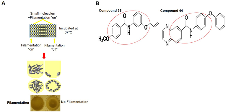 Figure 2 - Small molecules that can stop C. albicans filamentation.