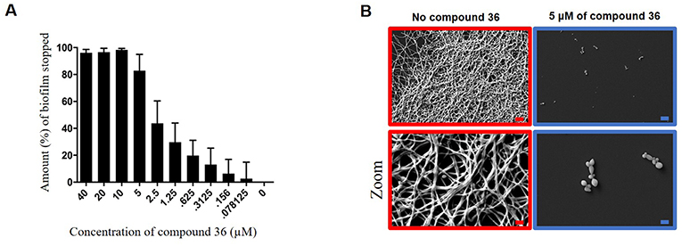 Figure 3 - Compound 36 stops biofilms from growing.