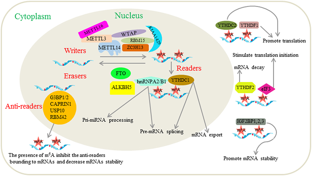 Frontiers  EBV Exploits RNA m6A Modification to Promote Cell Survival and  Progeny Virus Production During Lytic Cycle