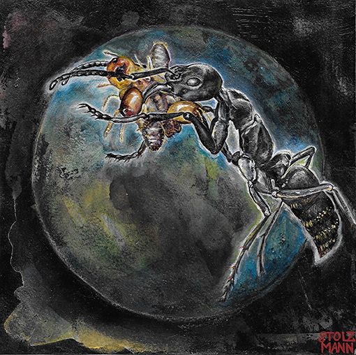 Figure 2 - A Megaponera ant has been on a successful hunt and has stuffed her mouth full of termites to feed to her nestmates.