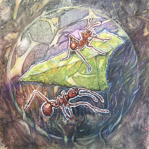 Figure 4 - A large leafcutter ant carries a leaf fragment through the jungle, and a small worker rides on top to fight off enemies while the leaf is in transit.