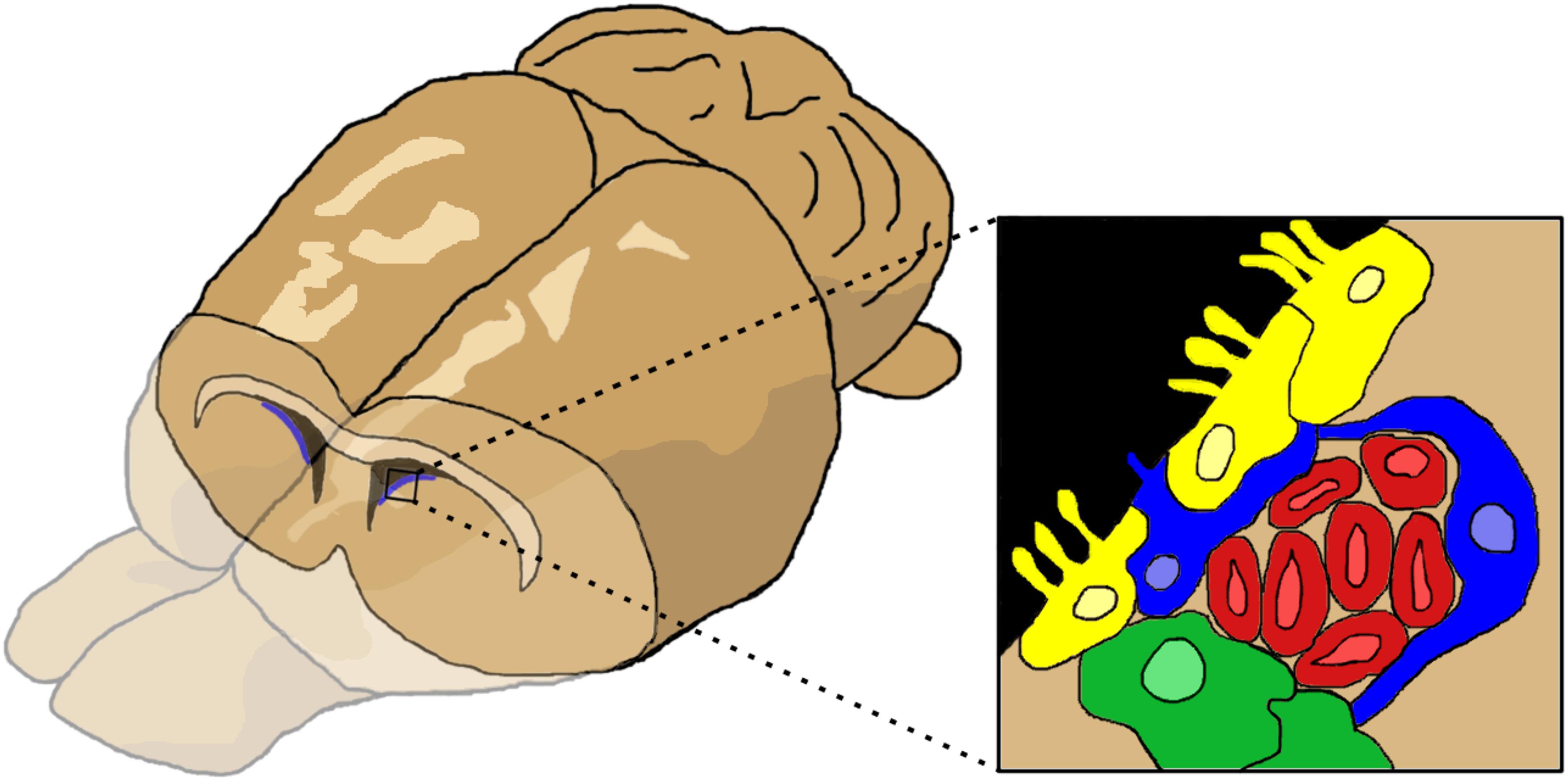 Frontiers | Tracking Neural Progenitor Migration the Rodent Brain Using Magnetic Resonance Imaging | Neuroscience