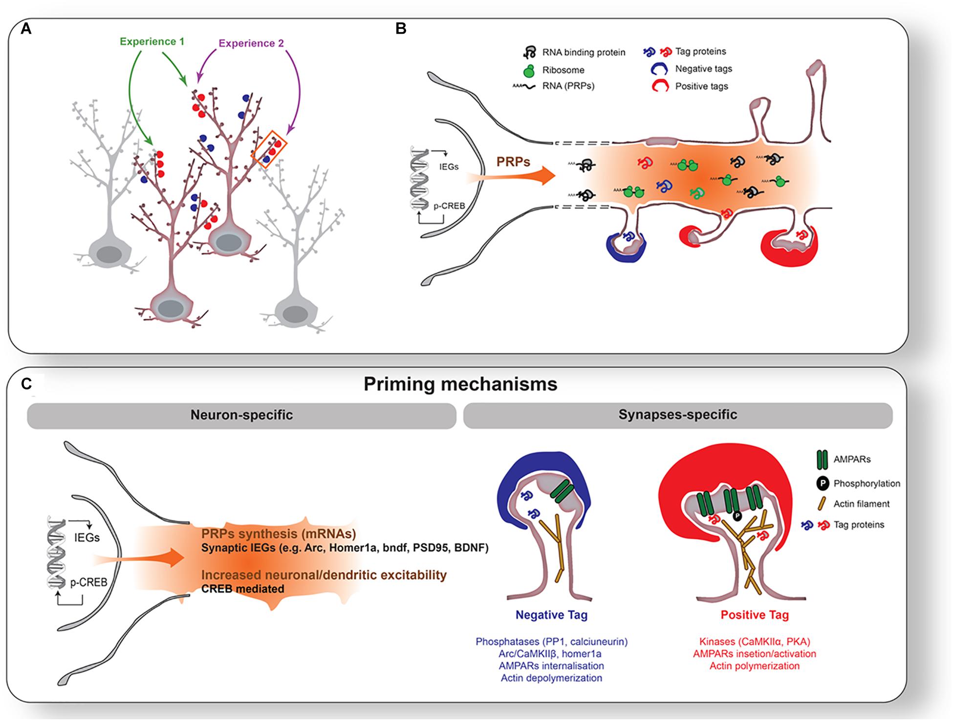 Frontiers  Cellular and Molecular Mechanisms of REM Sleep Homeostatic  Drive: A Plausible Component for Behavioral Plasticity