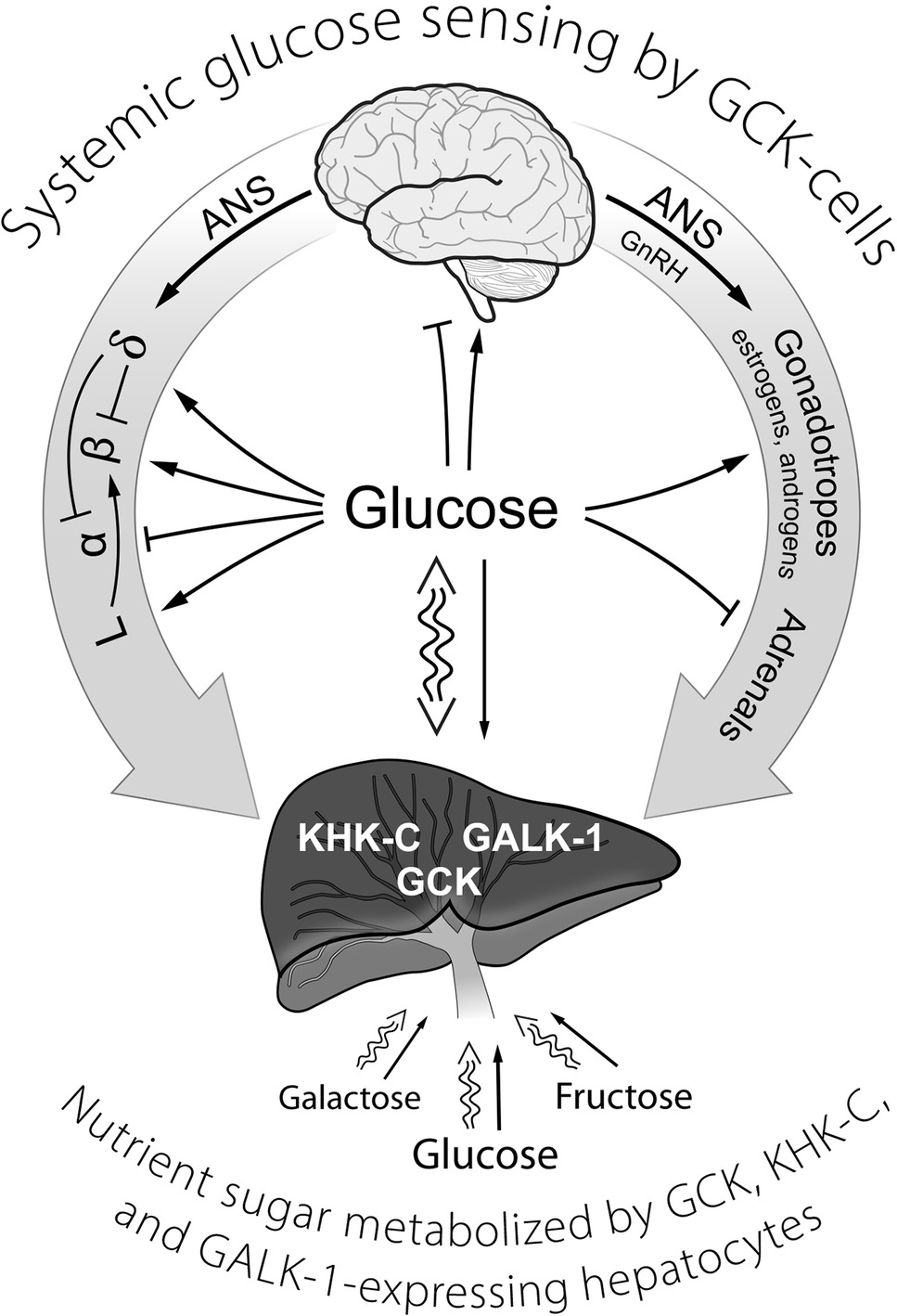 how insulin signals a cell to take in glucose