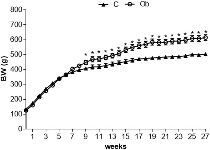 Frontiers | High-Fat Diet-Induced Obesity Model Does Not Promote Endothelial Dysfunction via Increasing Leptin/Akt/eNOS Signaling Frontiers | High-Fat Diet-Induced Obesity Model Does Not Promote Endothelial Dysfunction via Increasing Leptin/Akt/eNOS Signaling