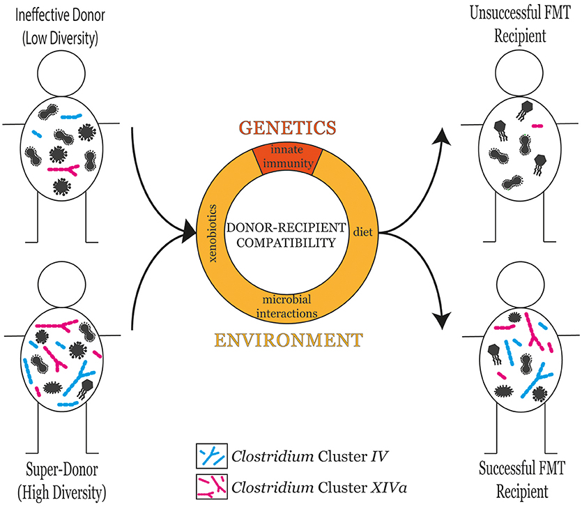 Effect of feeding direct fed microbial supplemented diet (DFMD