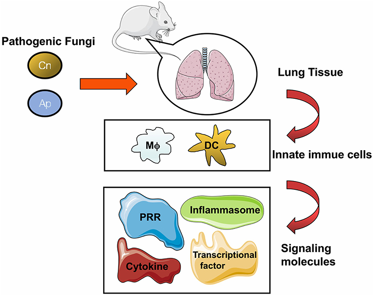 What types of lung fungal infections can Voriconazole treat? What types of lung fungal infections can Voriconazole treat?