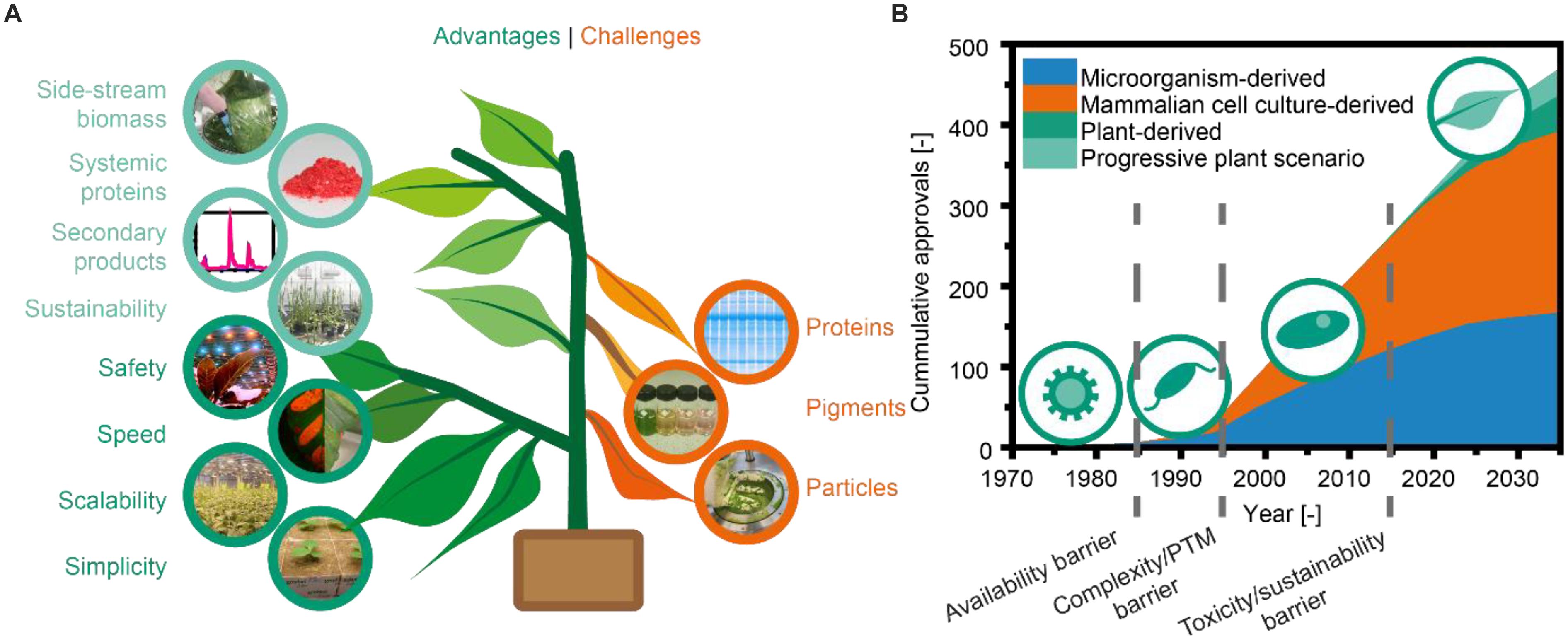 Frontiers | Plant Molecular Farming – Integration and Exploitation of Side  Streams to Achieve Sustainable Biomanufacturing