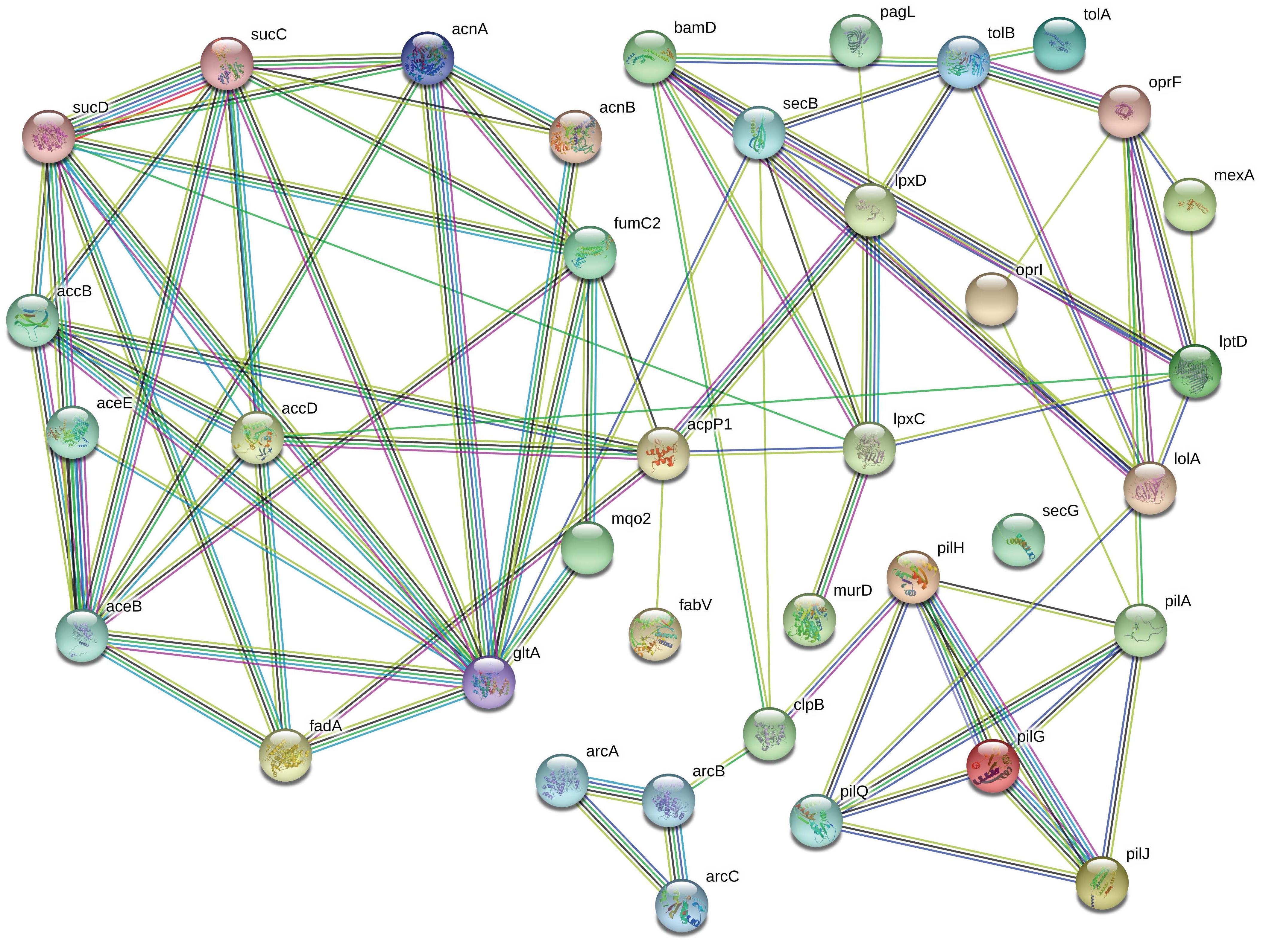 ybaY protein (Escherichia coli K12) - STRING interaction network