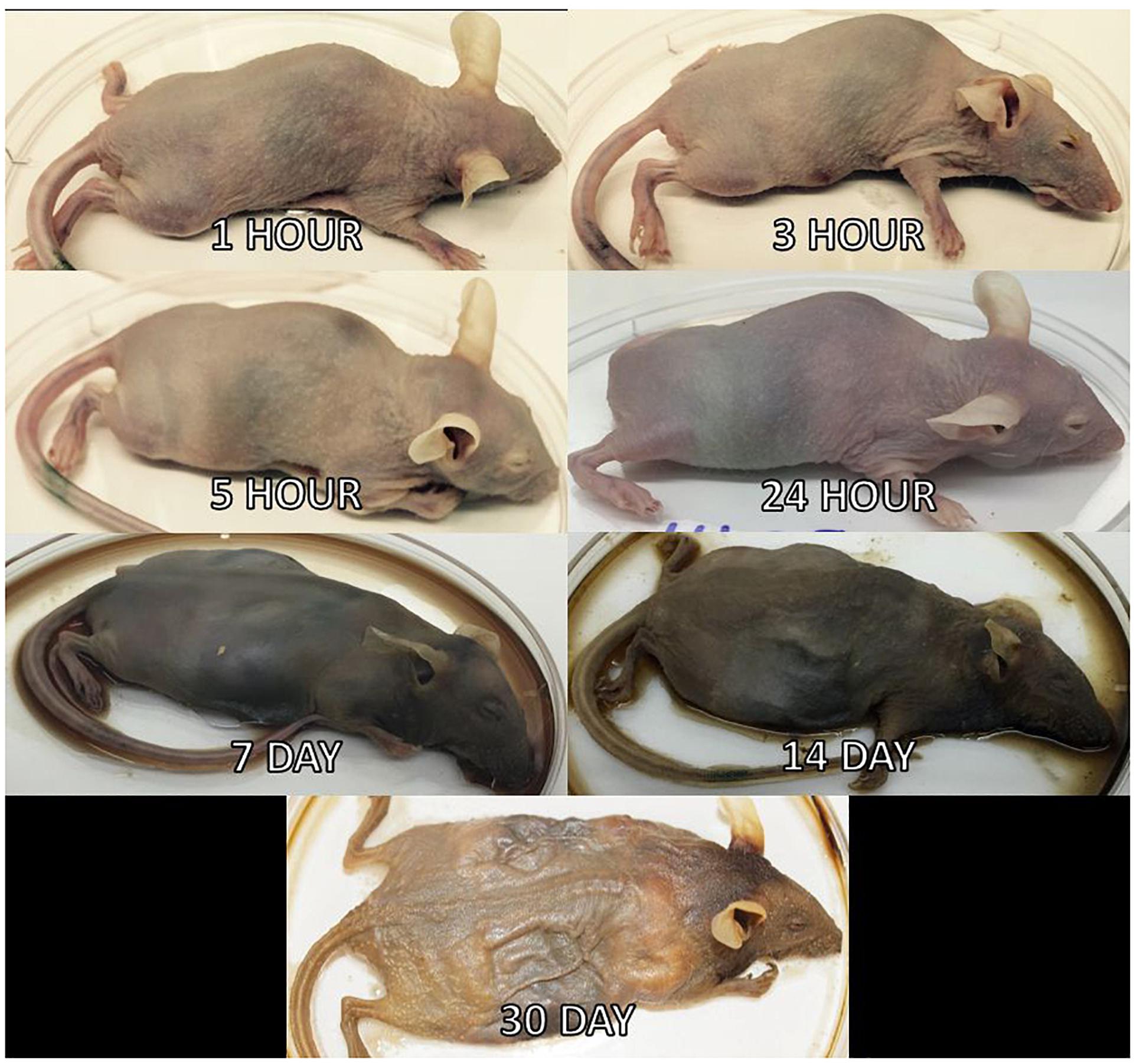 Frontiers Bacterial Community Succession Transmigration And