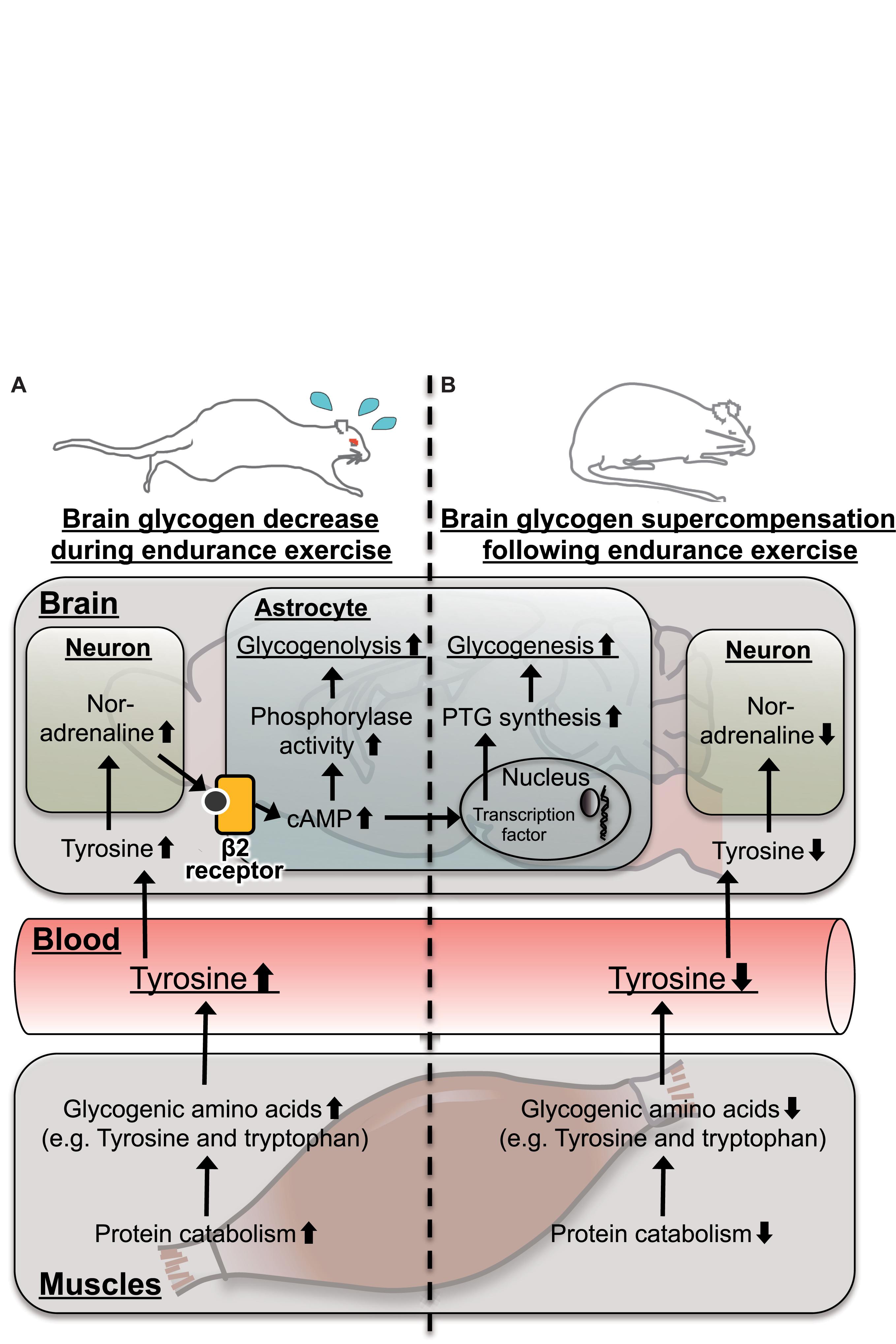 Frontiers | Tyrosine as a Mechanistic-Based for Brain Glycogen Decrease and Supercompensation With Endurance Exercise Rats: A Metabolomics Study of Plasma | Neuroscience