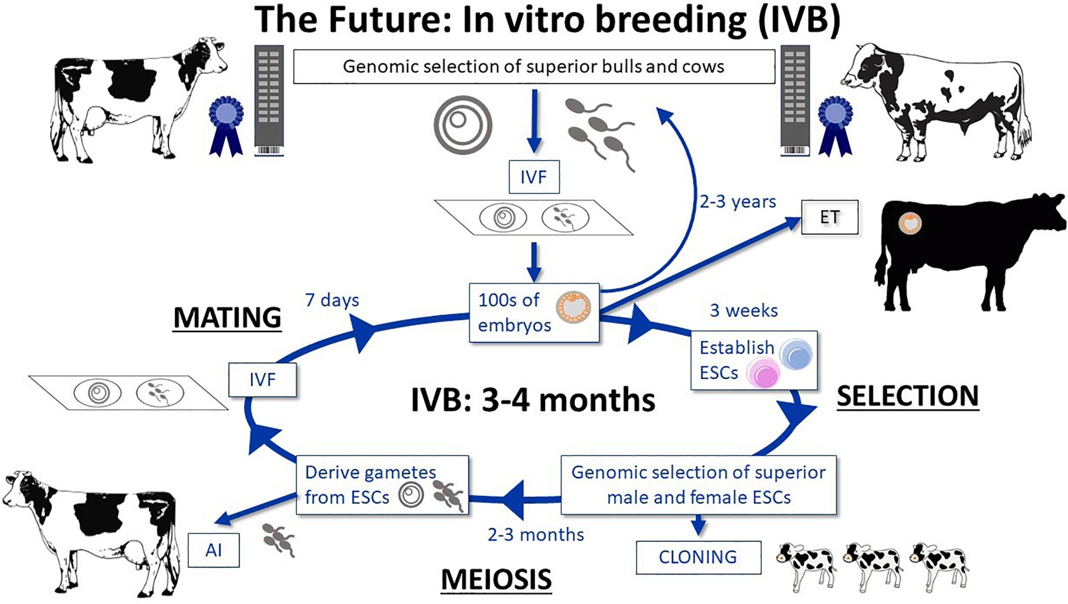 Que es ser in vitro