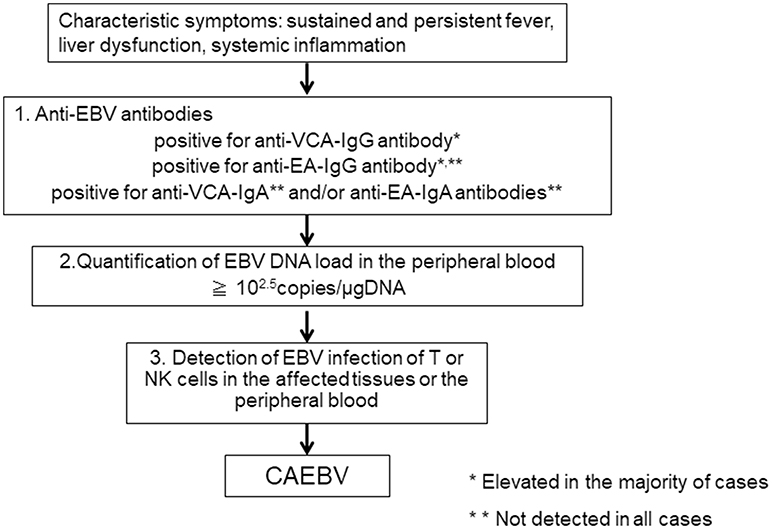 Ebv Serology Chart