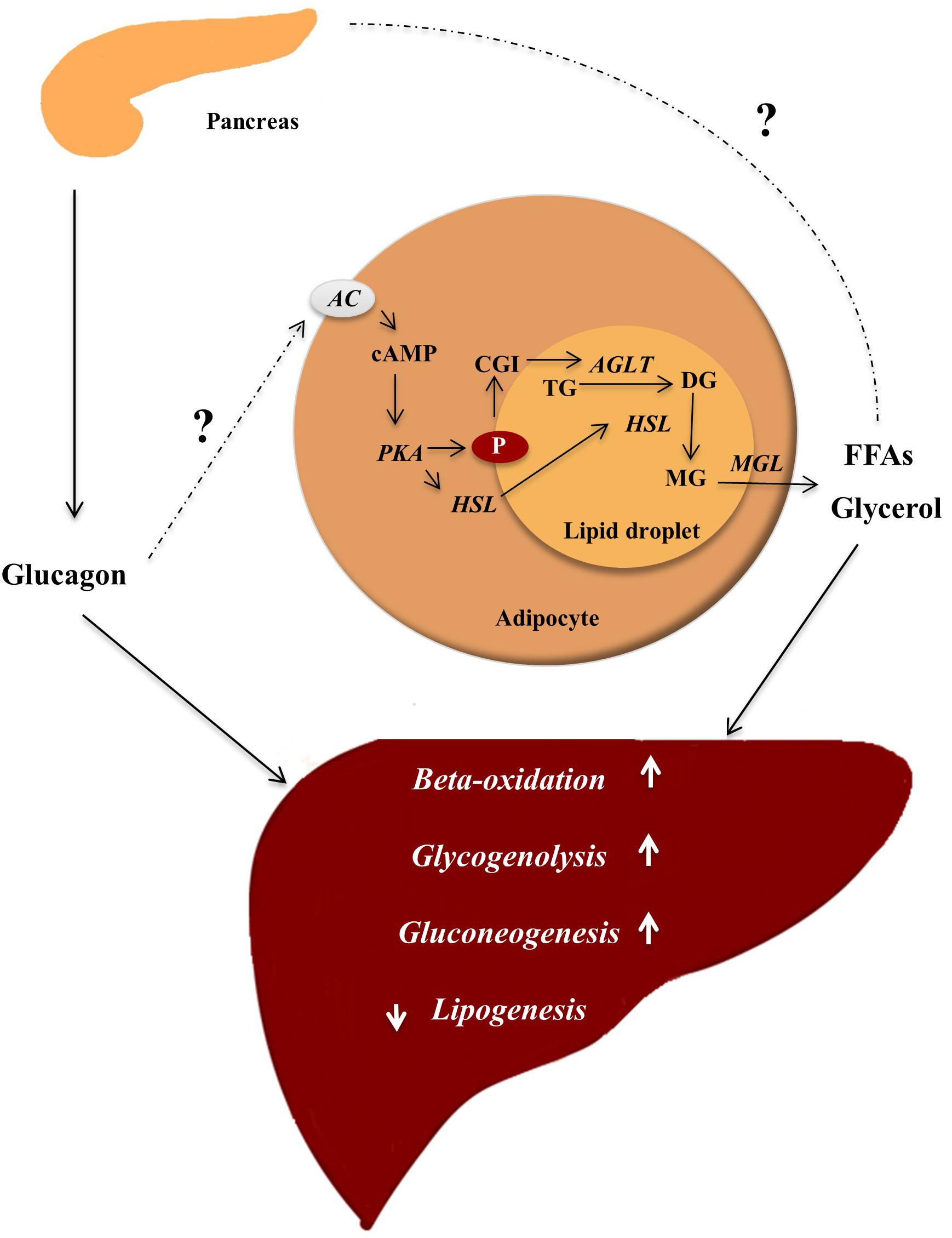 Frontiers Glucagon Receptor Signaling And Lipid Metabolism Physiology