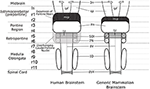 right cerebral peduncle visible body app right cerebral peduncle visible body app
