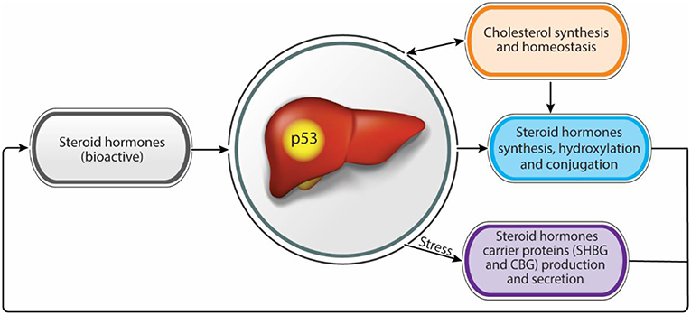 Frontiers  Effect of the renin-angiotensin system on the exacerbation of  adrenal glucocorticoid steroidogenesis in diabetic mice: Role of  angiotensin-II type 2 receptor