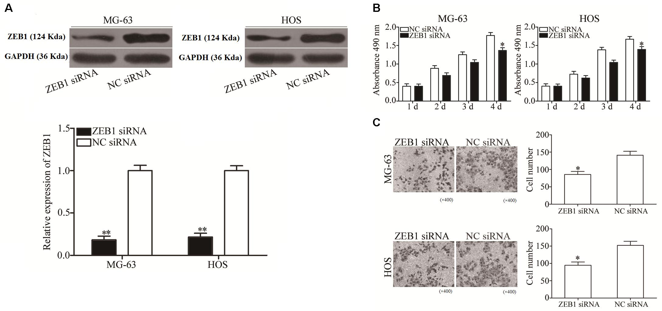 MicroRNA‑106b promotes the proliferation, migration and 