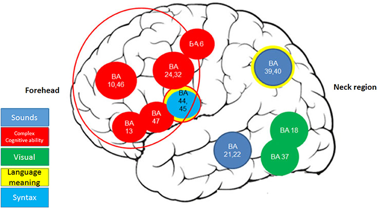 Figure 1 - Regions in the brain participate in reading.