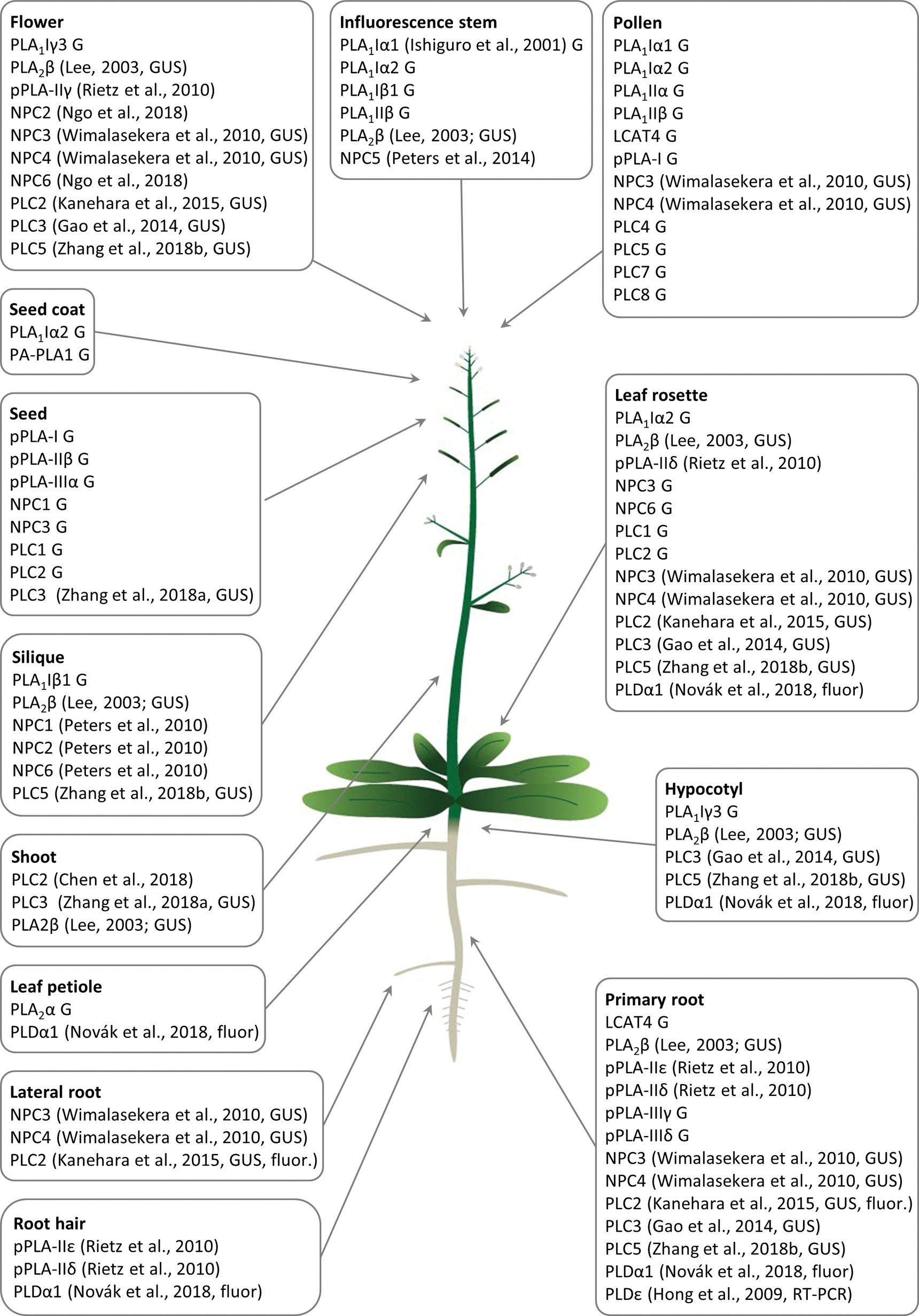 Frontiers Recent Advances In The Cellular And Developmental Biology Of Phospholipases In Plants Plant Science