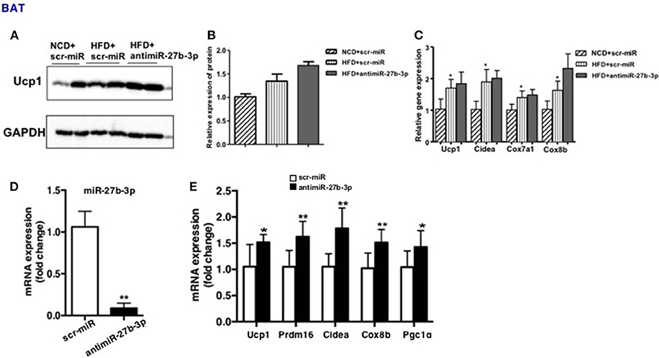 gapdh western blot lean vs obese mice