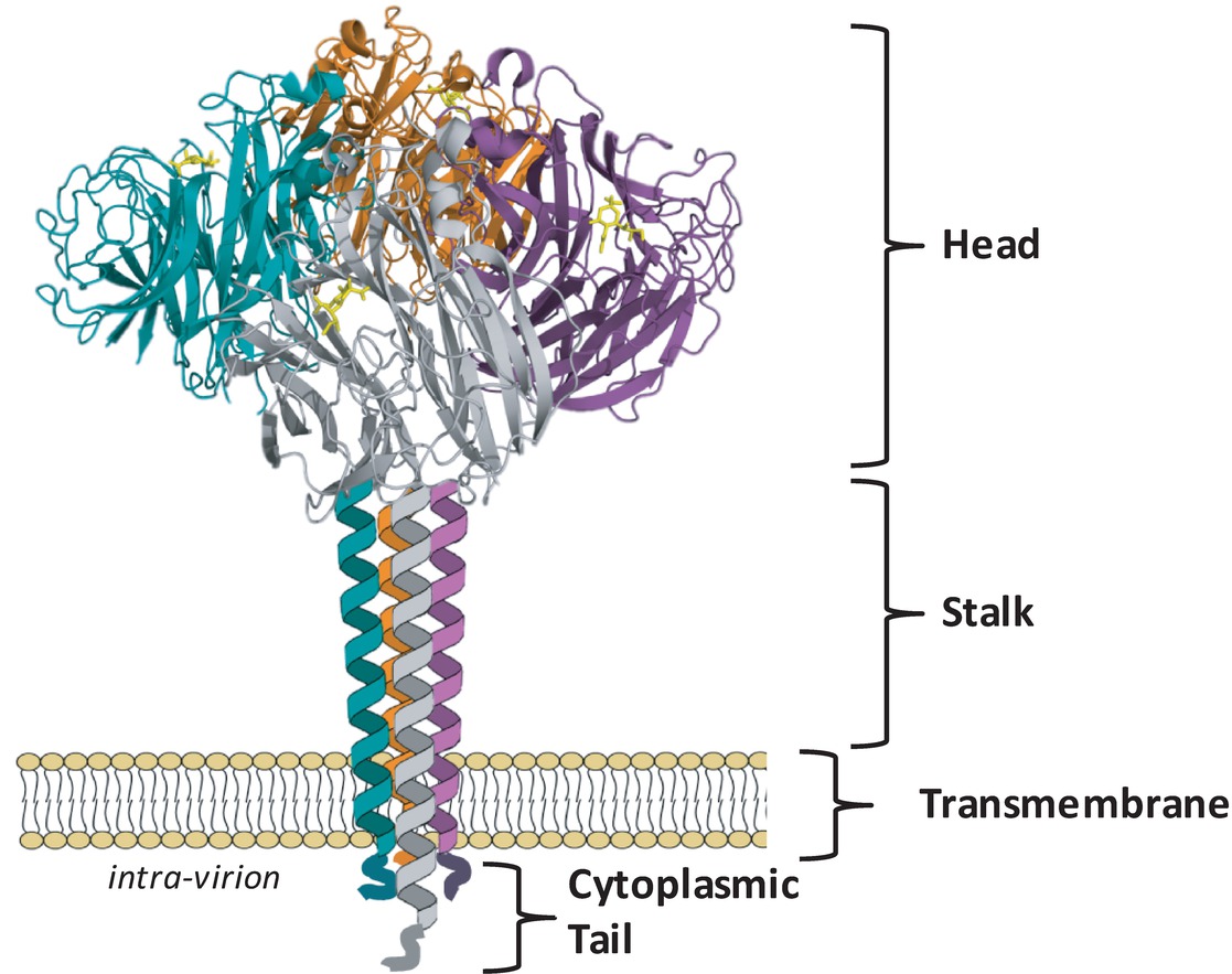 Structure of Influenza NA Protein