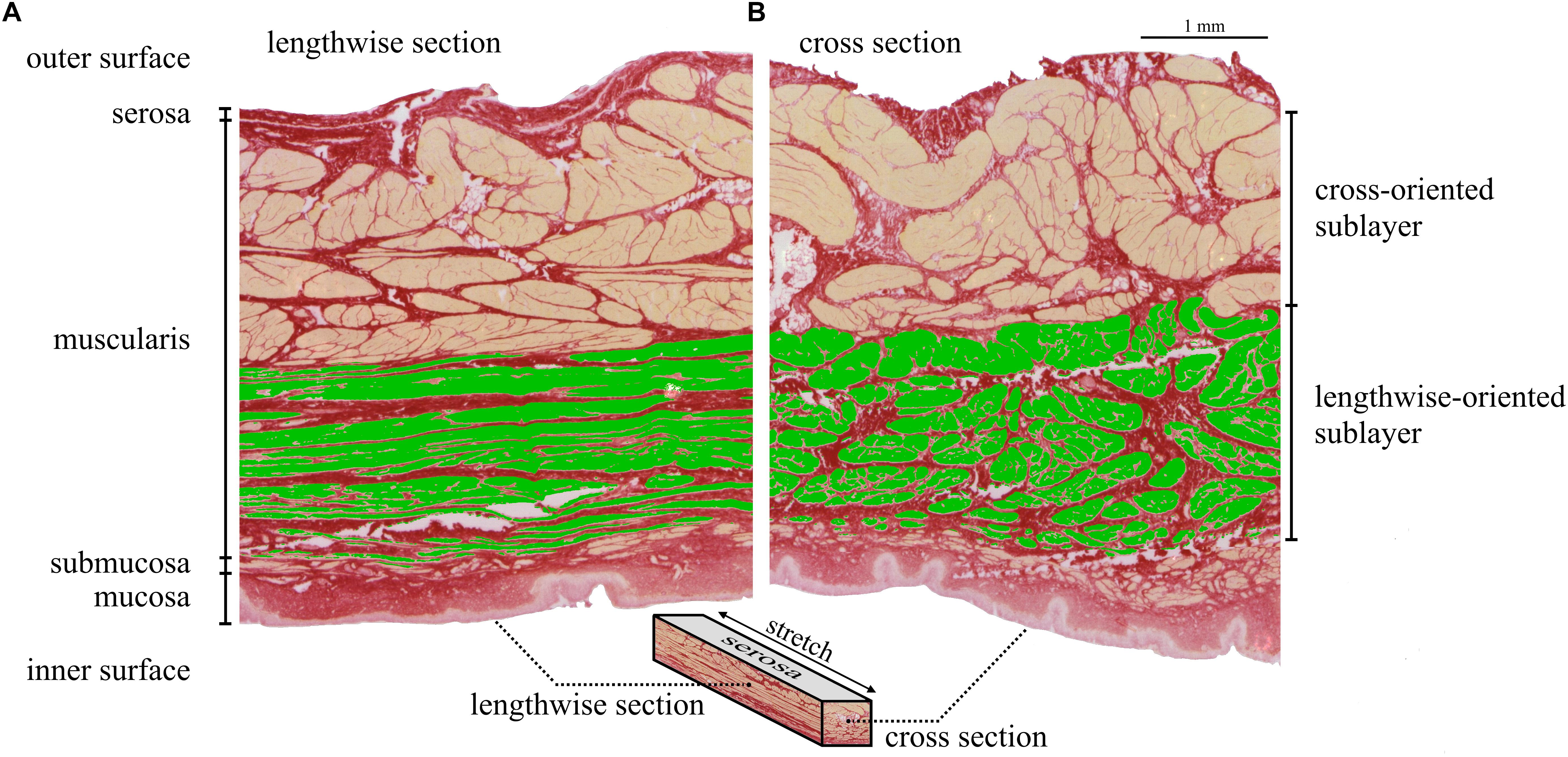 Frontiers  Locational and Directional Dependencies of Smooth Muscle  Properties in Pig Urinary Bladder