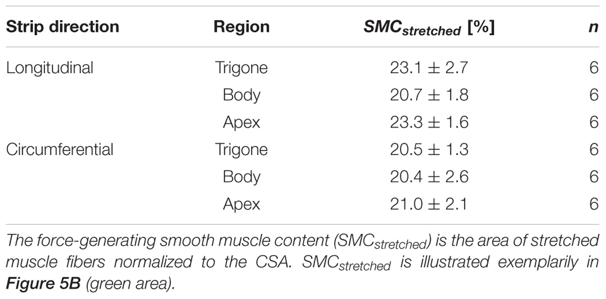 Ureters Tubes Made Smooth Muscle That: ilustrações stock 2320477635