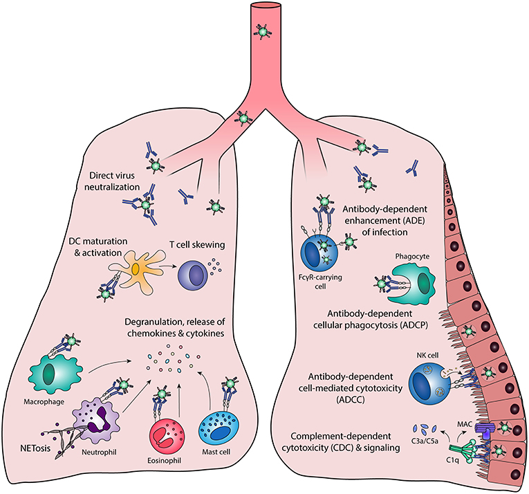 Fc receptor (FcR)-mediated signaling for phagocytosis. Engagement